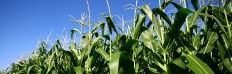 My pick for rising farm commodity prices is Deere; adding it to Jubak Picks Portfolio