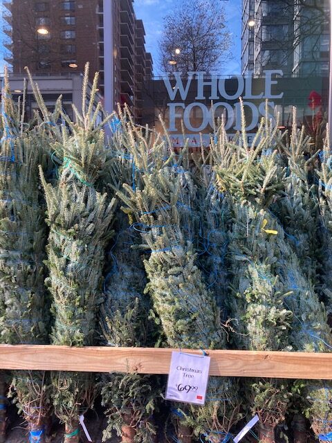 Christmas trees outside Whole Foods